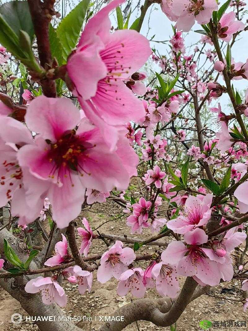 国色天香桃花朵朵开：春光无限美